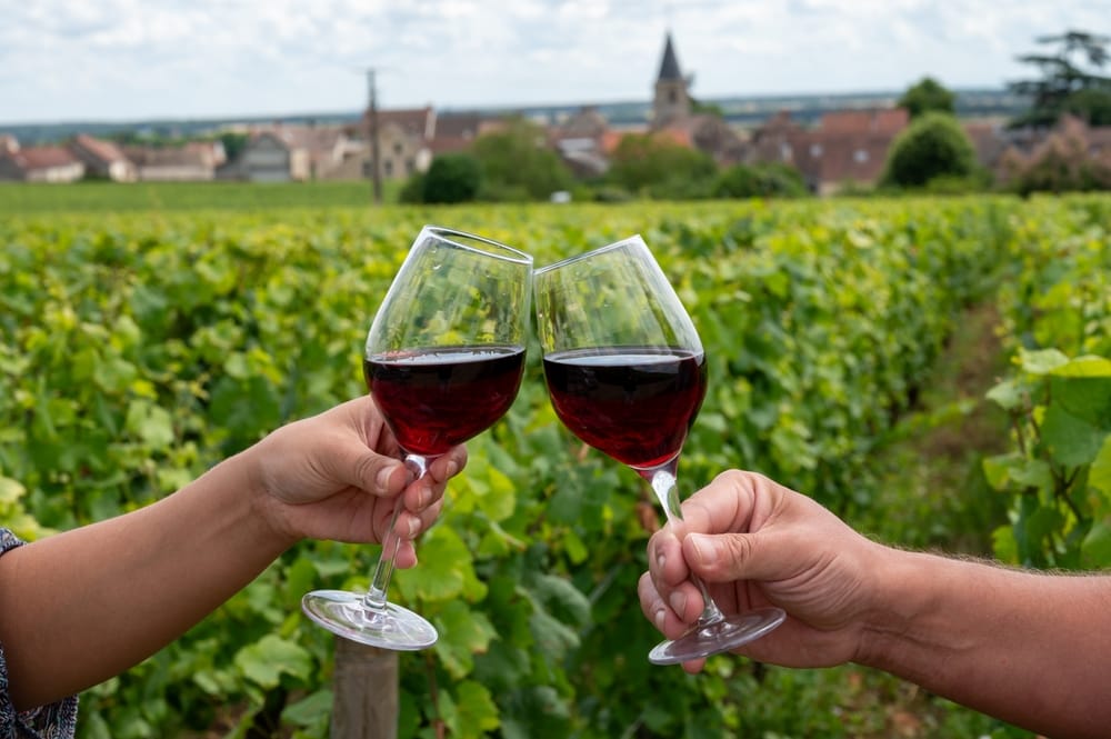 Burgundy bölgesinde Fransa'nın Vosne-Romanee köyünde Cote de nuits'te taş duvarlı büyük cru üzüm bağlarında kırmızı pinot noir şarabı