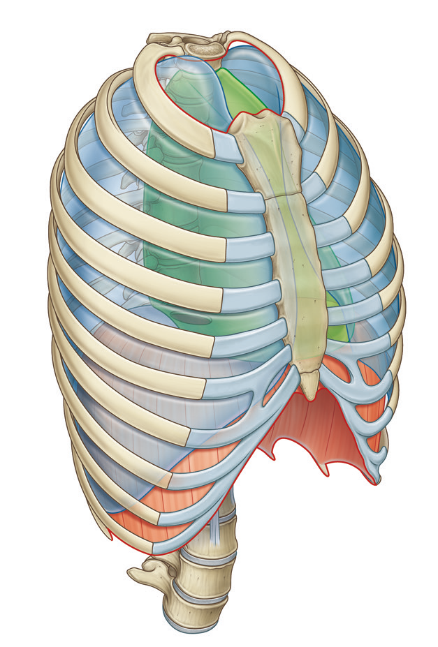 Bu görsel, insan göğüs kafesinin anatomik yapısını göstermektedir. Kaburgalar, sternum (göğüs kemiği) ve omurga açık bir şekilde resmedilmiştir. Göğüs kafesinin içinde akciğerler ve kalp şeffaf olarak gösterilmiştir. Alt kısımda diyafram kırmızı renkte betimlenmiş olup, solunum hareketlerine yardımcı olan kas yapısını temsil etmektedir. Göğüs kafesinin esnek yapısı, hem iç organları koruma hem de solunum sırasında genişleme işlevini vurgulamaktadır.